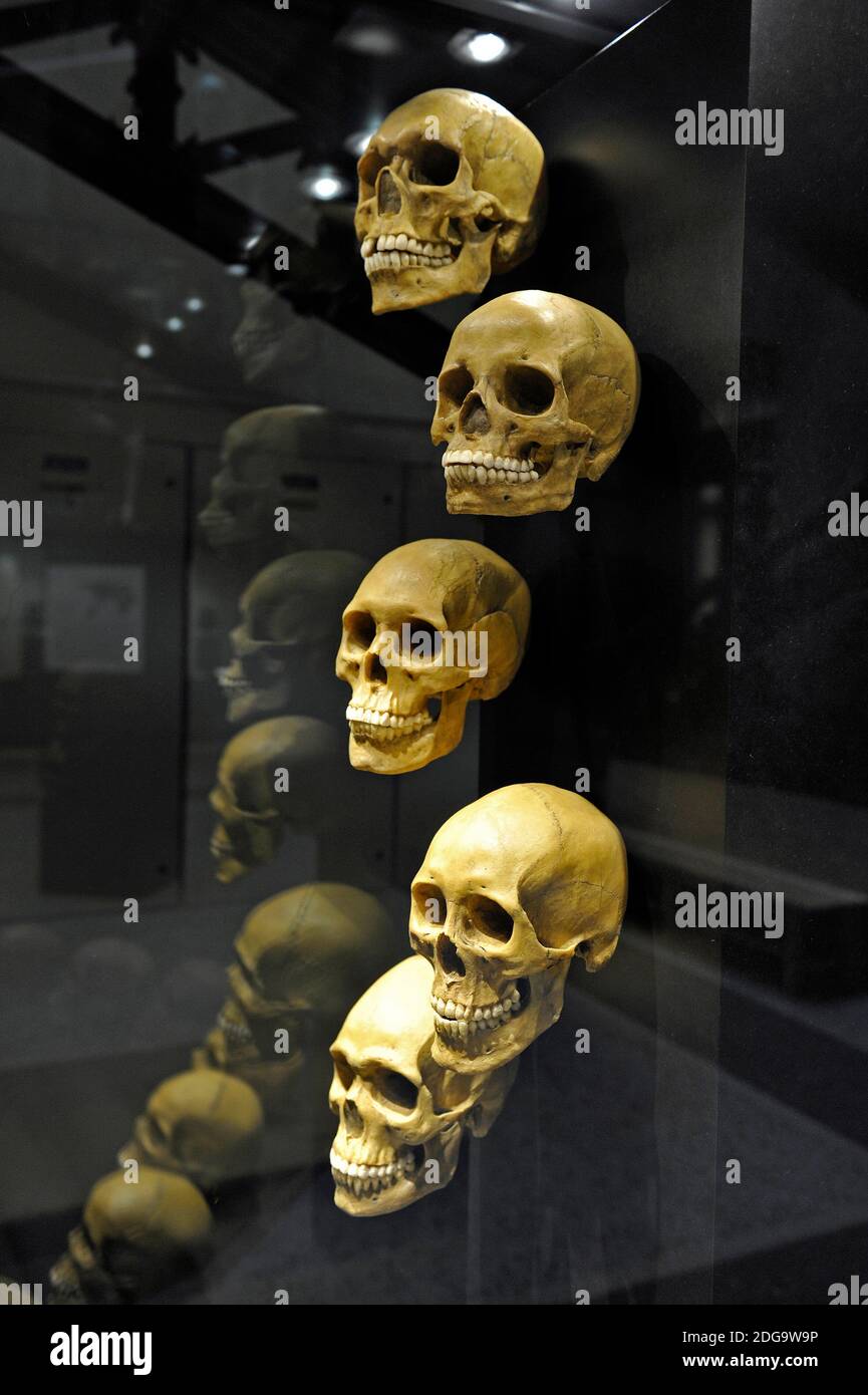 Unterschiedlich entwickelte Schädel von Menschen von Verschiedenen Kontinenten im Museum für Naturkunde a Berlino Foto Stock