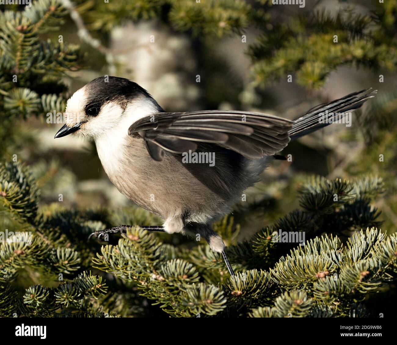 Vista ravvicinata del profilo Gray Jay appollaiato su un ramo di abeti nel suo ambiente e habitat, con piumaggio grigio e coda di uccelli. Immagine. Fig Foto Stock