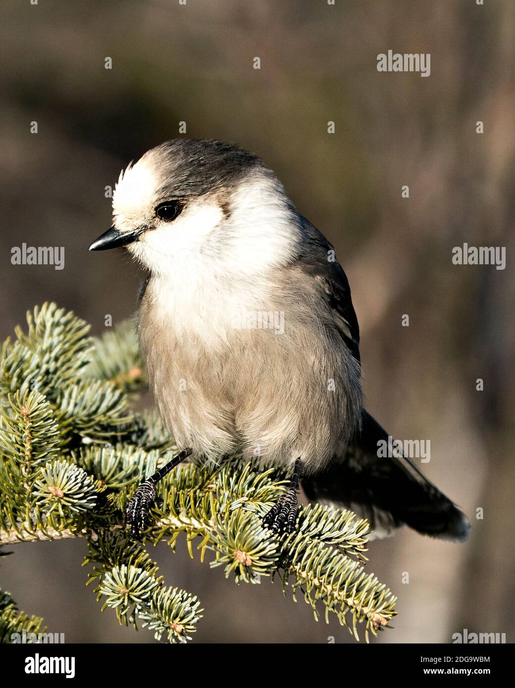 Vista ravvicinata del profilo Gray Jay appollaiato su un ramo di abeti nel suo ambiente e habitat con uno sfondo sfocato, con piumaggio grigio piuma e. Foto Stock