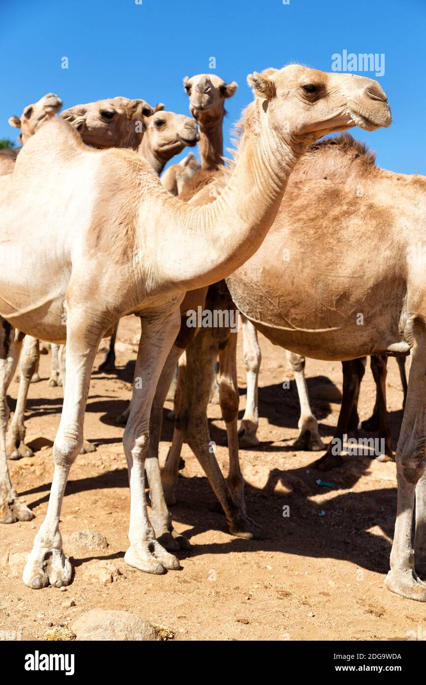 Etiopia africa nel vecchio mercato lotti di cammello Foto Stock