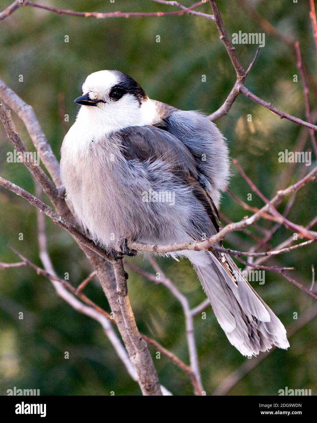 Vista ravvicinata del profilo Gray Jay appollaiato su un ramo di albero nel suo ambiente e habitat, con una palla di piumaggio grigio piuma e coda di uccello. Foto Stock