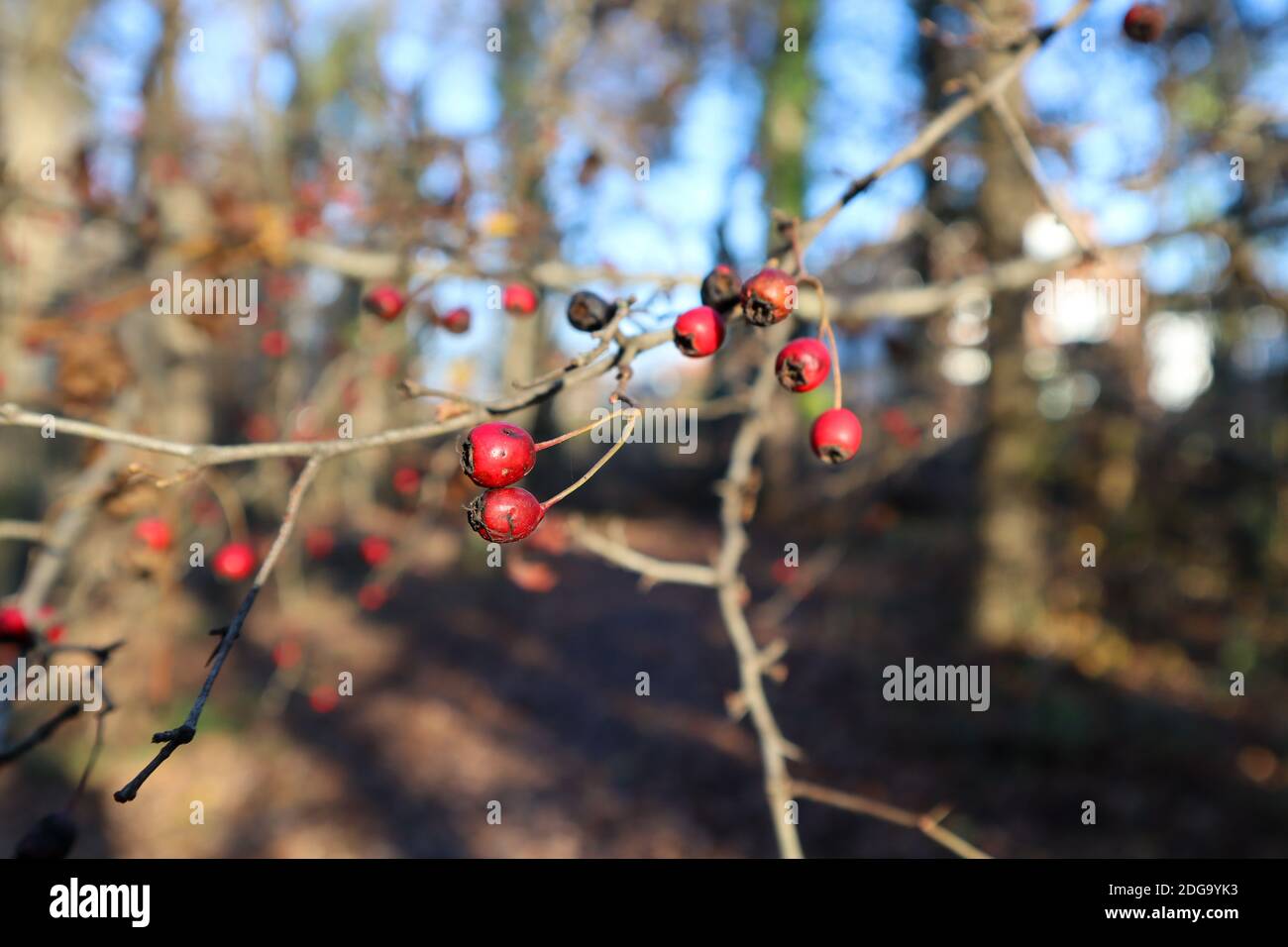 Tipico scenario autunnale, la foto è scattata in autunno e mostra foglie, piccole bacche rosse e bei colori. Ci sono alberi sullo sfondo. Foto Stock