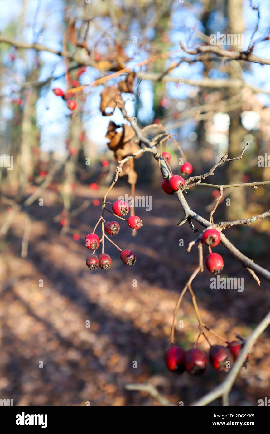 Tipico scenario autunnale, la foto è scattata in autunno e mostra foglie, piccole bacche rosse e bei colori. Ci sono alberi sullo sfondo. Foto Stock