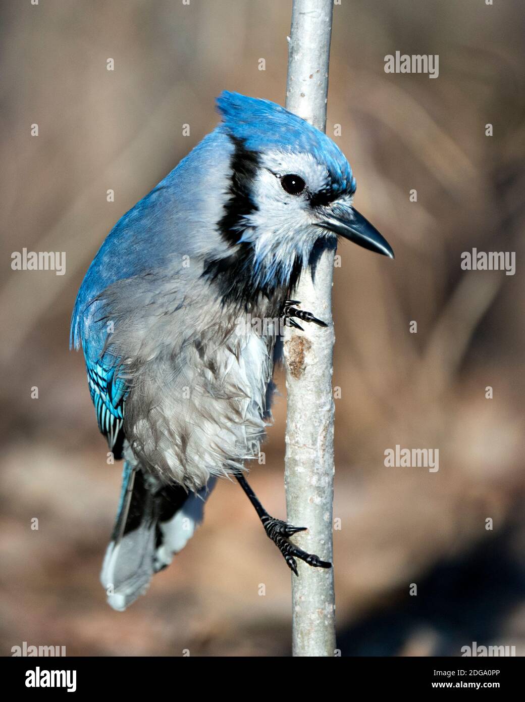 Blue Jay appollaiato su un ramo con uno sfondo sfocato che mostra piume blu bagnato nel suo ambiente e habitat. Immagine. Immagine. Verticale. Guarda Foto Stock