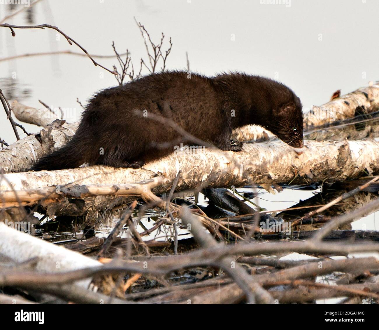 Vista in primo piano del profilo di MINK su alberi di betulla tagliati vicino all'acqua dalla sua tana con uno sfondo sfocato nel suo ambiente e habitat. Immagine mink. Mink Foto. Foto Stock