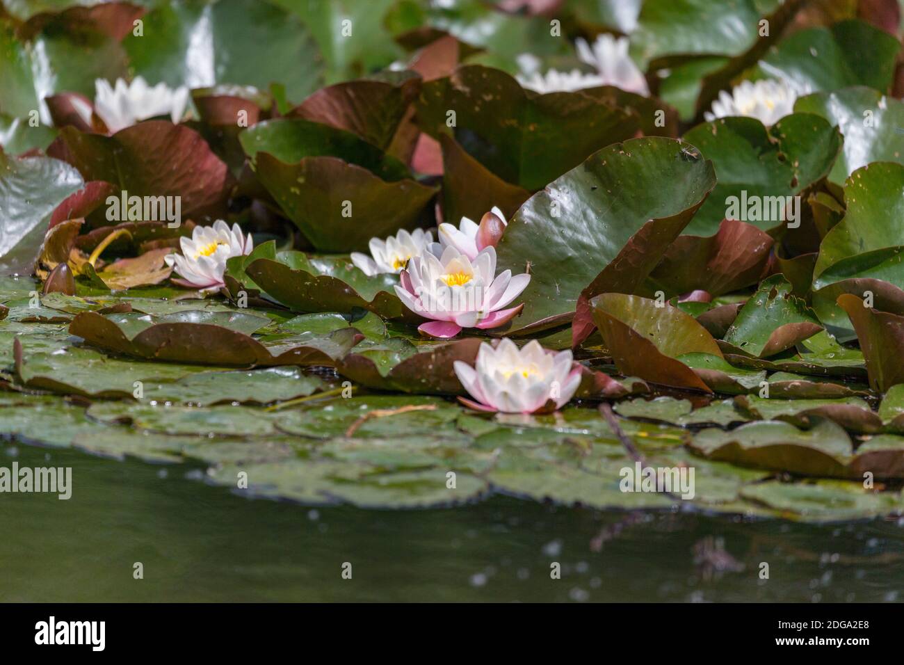 Gigli d'acqua bianchi in fiore nello stagno Foto Stock