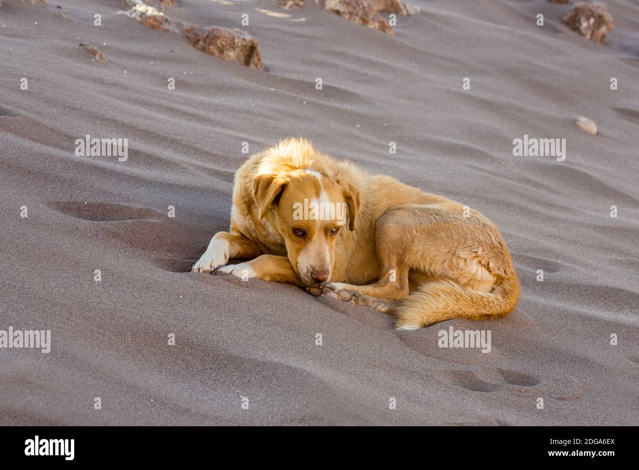 Un vecchio cane feriale riposa all'ombra di una duna di sabbia nella Valle de la Luna, deserto di Atacama, Cile Foto Stock
