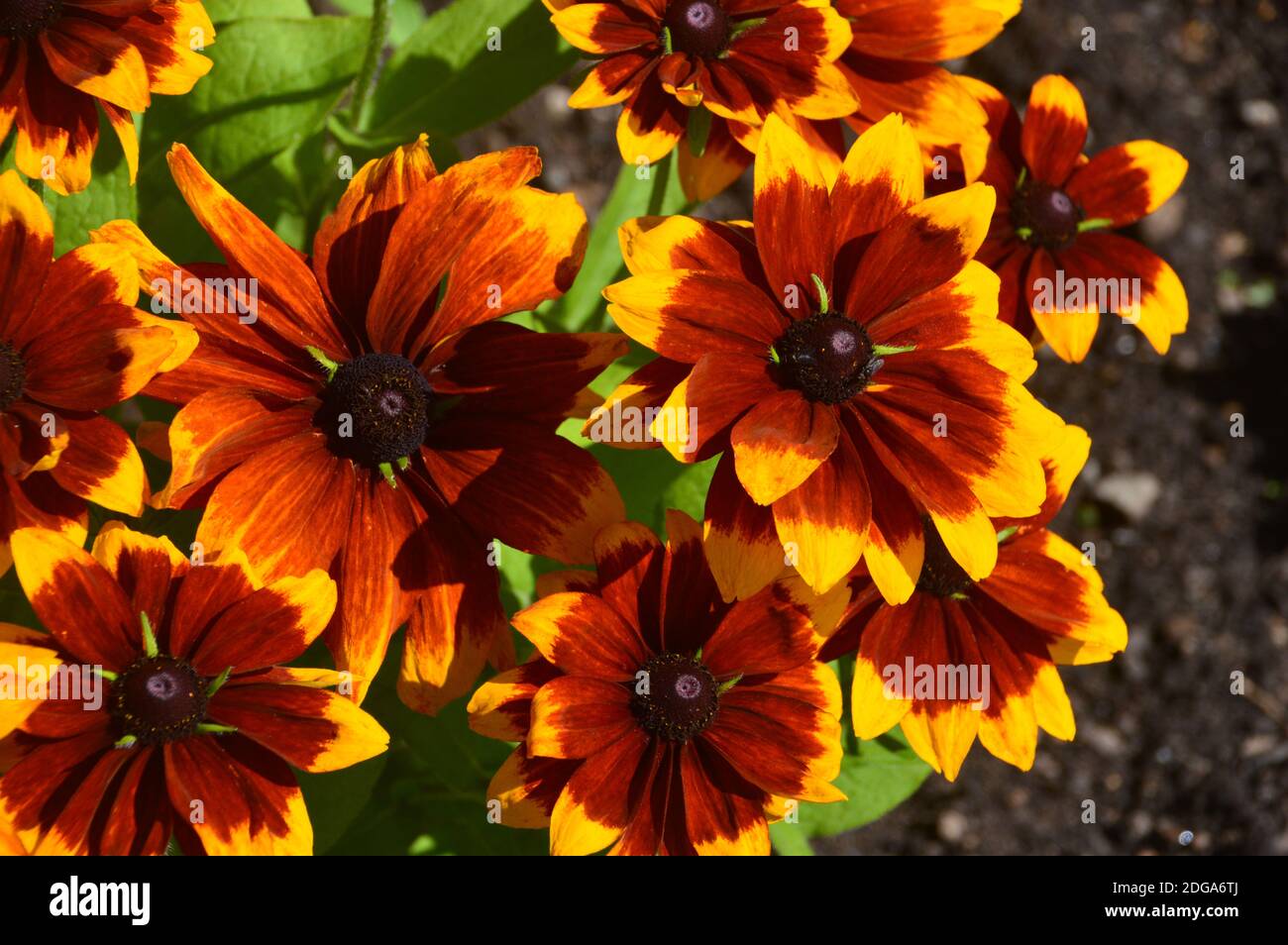 Bronzo/marrone Rudbeckia hirta, 'Rustic Dwarfs' Black-Eyed Susan, Coneflower cresciuto in un confine a RHS Garden Harlow Carr, Harrogate, Yorkshire, Inghilterra. Foto Stock