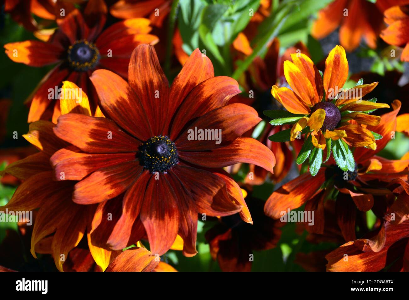 Bronzo/marrone Rudbeckia hirta, 'Rustic Dwarfs' Black-Eyed Susan, Coneflower cresciuto in un confine a RHS Garden Harlow Carr, Harrogate, Yorkshire, Inghilterra. Foto Stock
