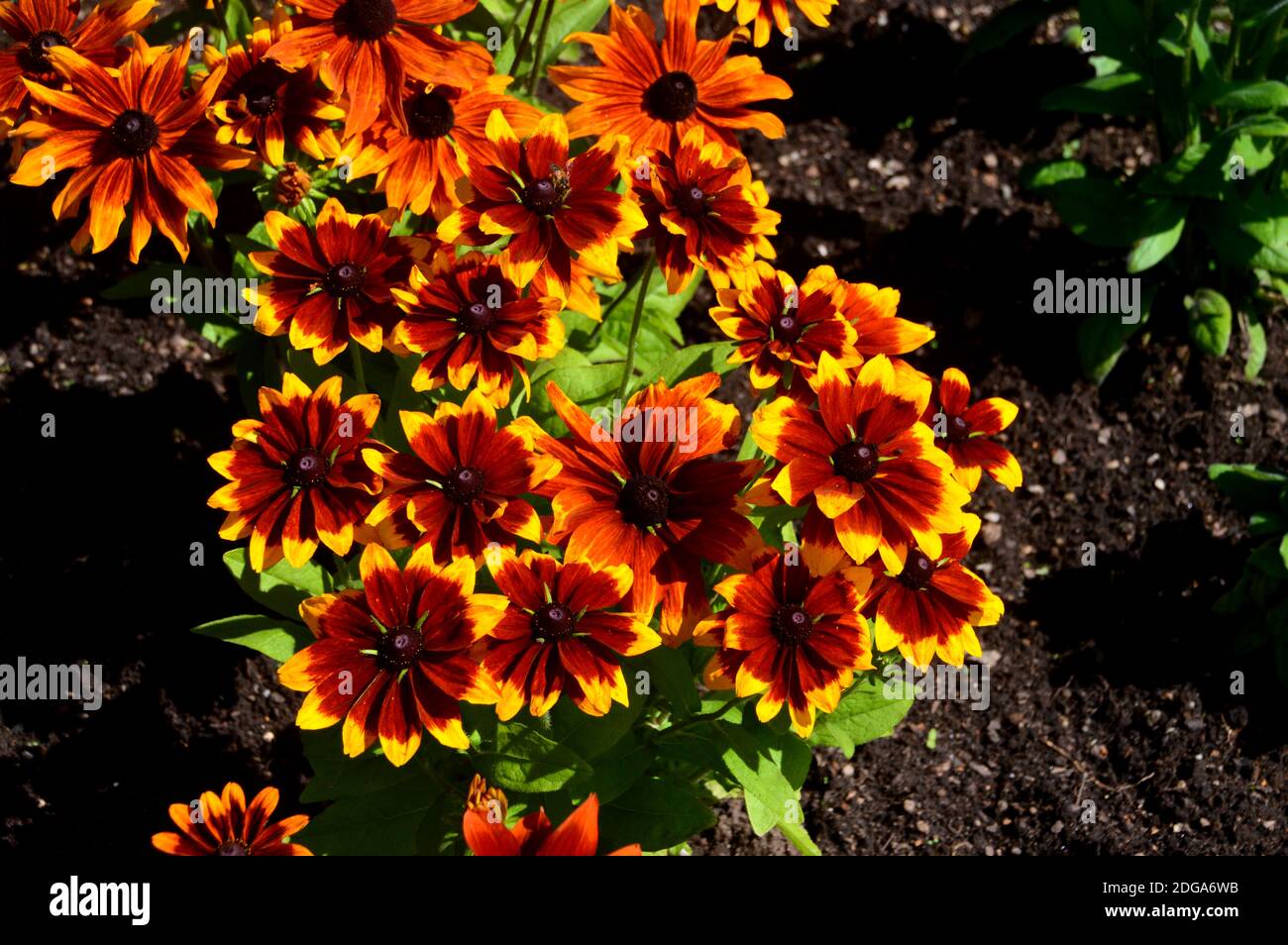 Bronzo/marrone Rudbeckia hirta, 'Rustic Dwarfs' Black-Eyed Susan, Coneflower cresciuto in un confine a RHS Garden Harlow Carr, Harrogate, Yorkshire, Inghilterra. Foto Stock