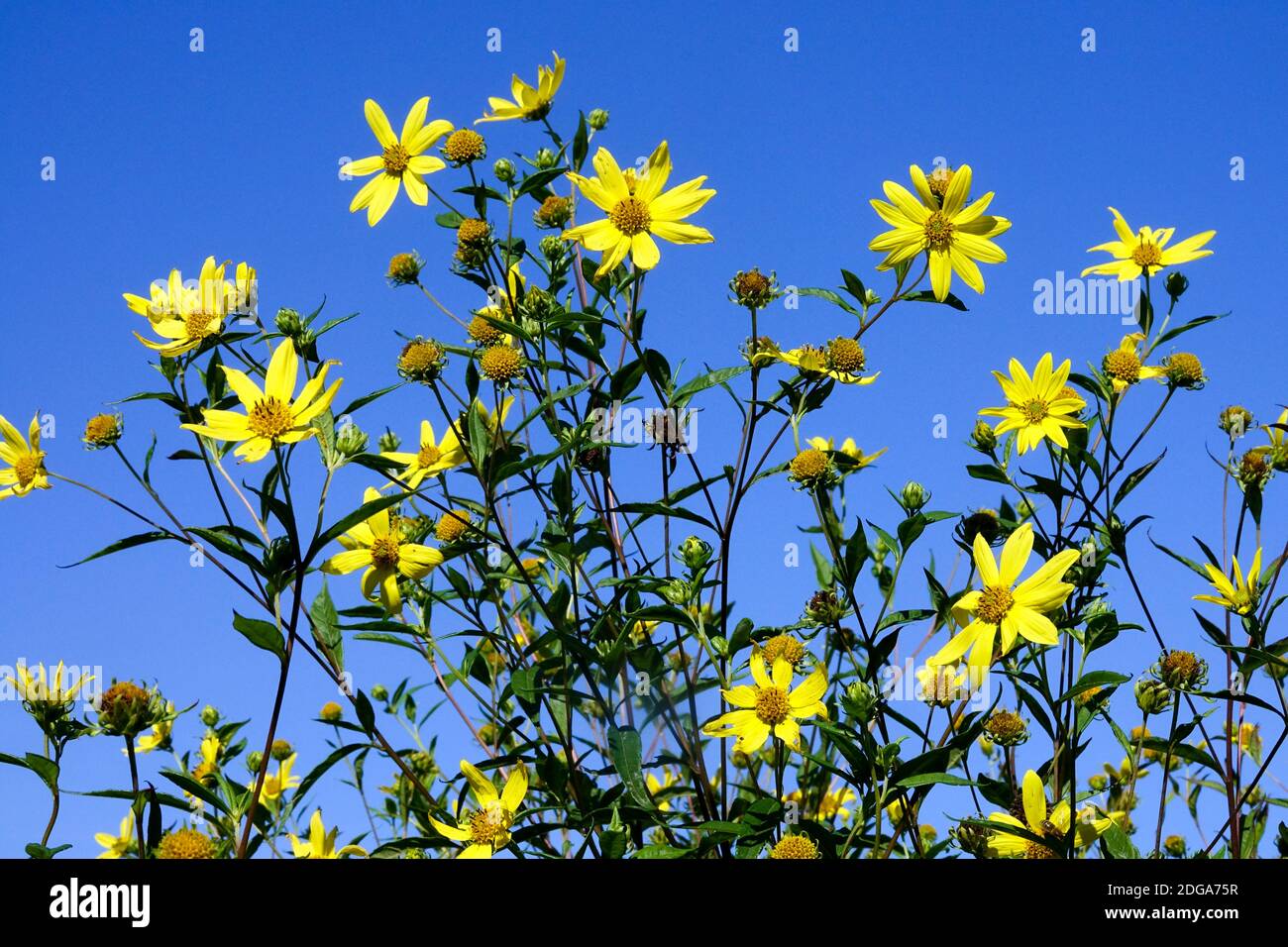 Helianthus decapetalus "Triomphe de Gand" Foto Stock