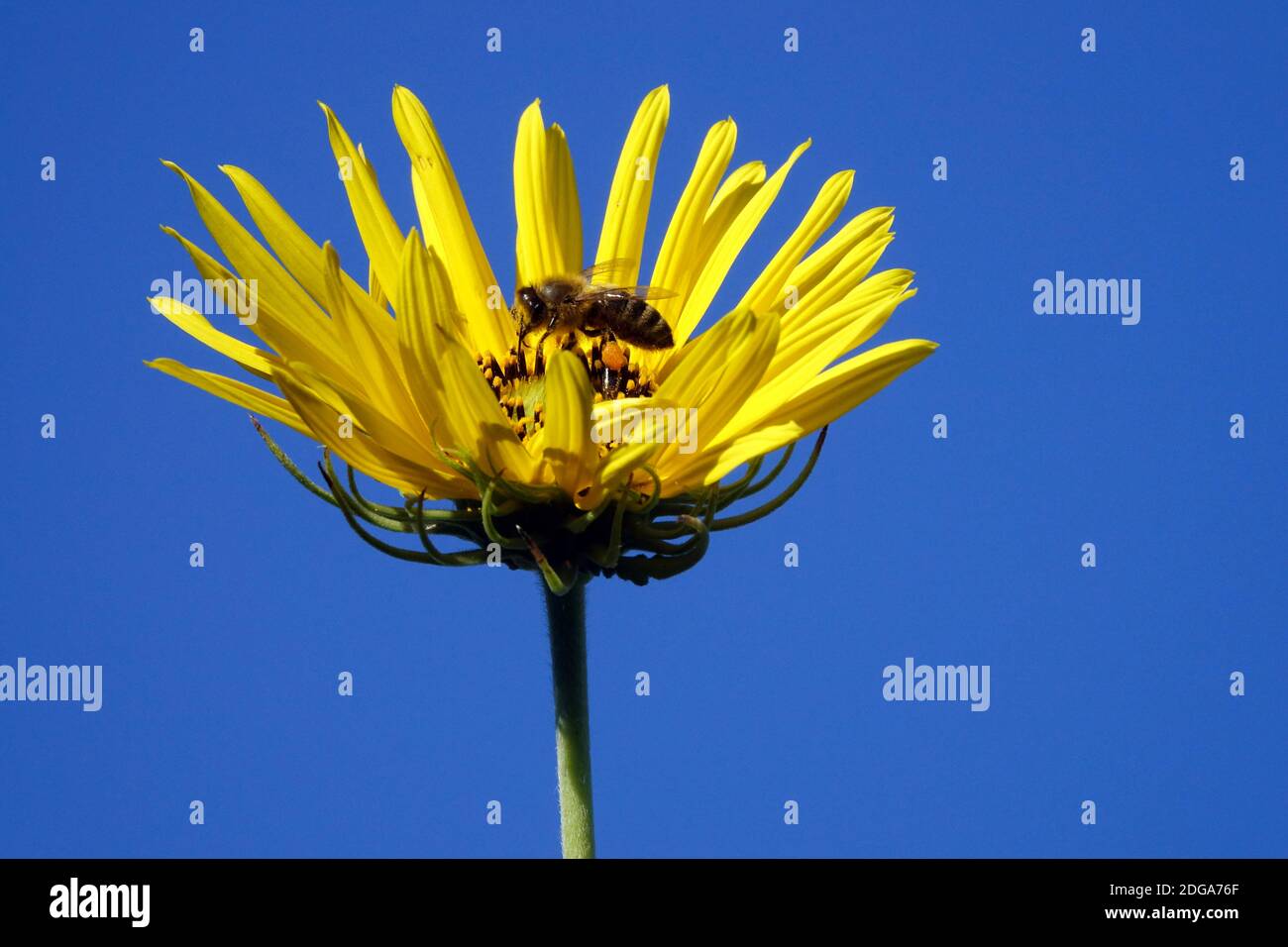 Miele europeo ape in fiore Helianthus salicifolius Foto Stock