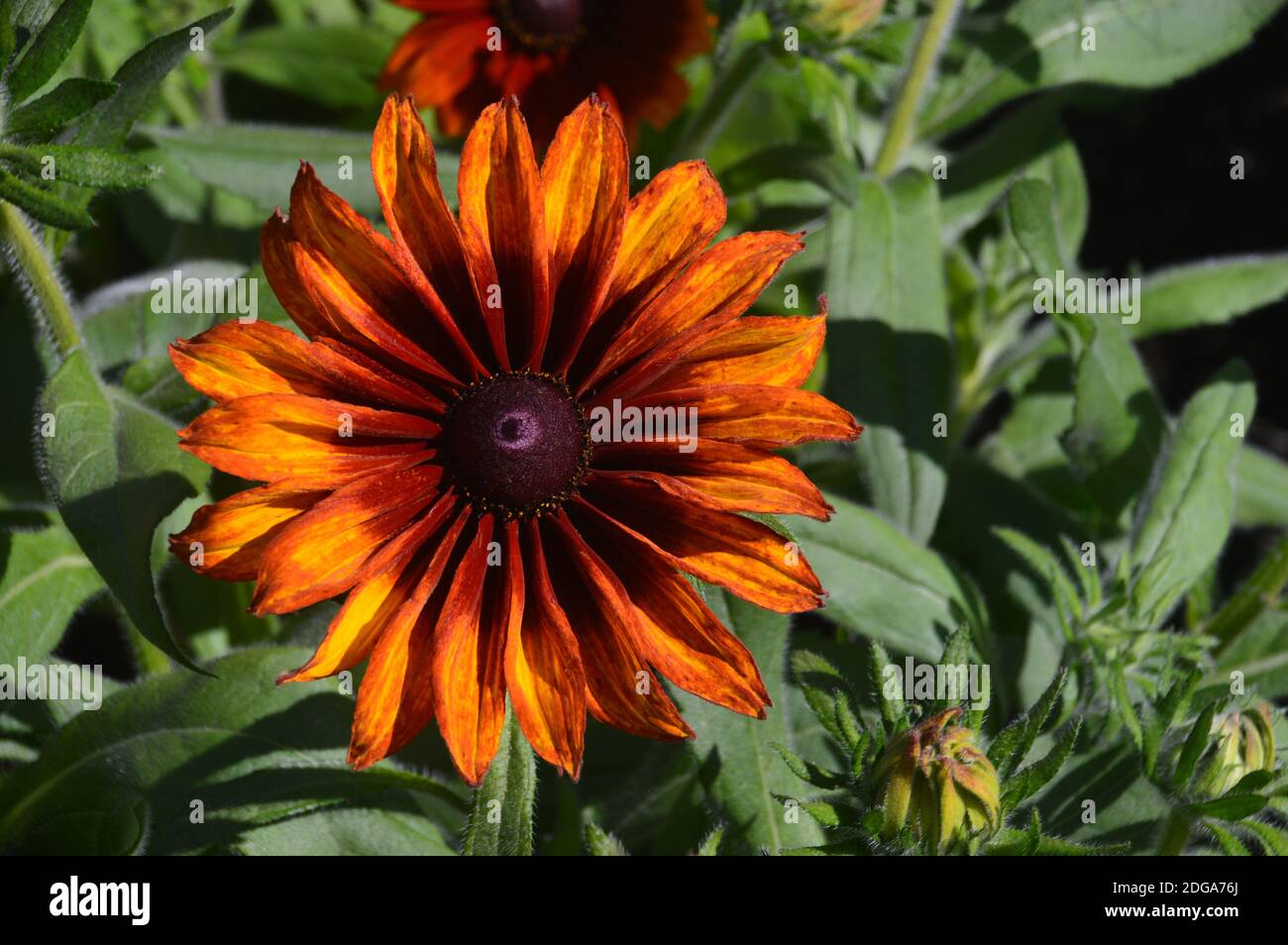 Bronzo/marrone Rudbeckia hirta, 'Cappuccino' Black-Eyed Susan, Coneflower cresciuto in un confine a RHS Garden Harlow Carr, Harrogate, Yorkshire, Inghilterra, Regno Unito Foto Stock