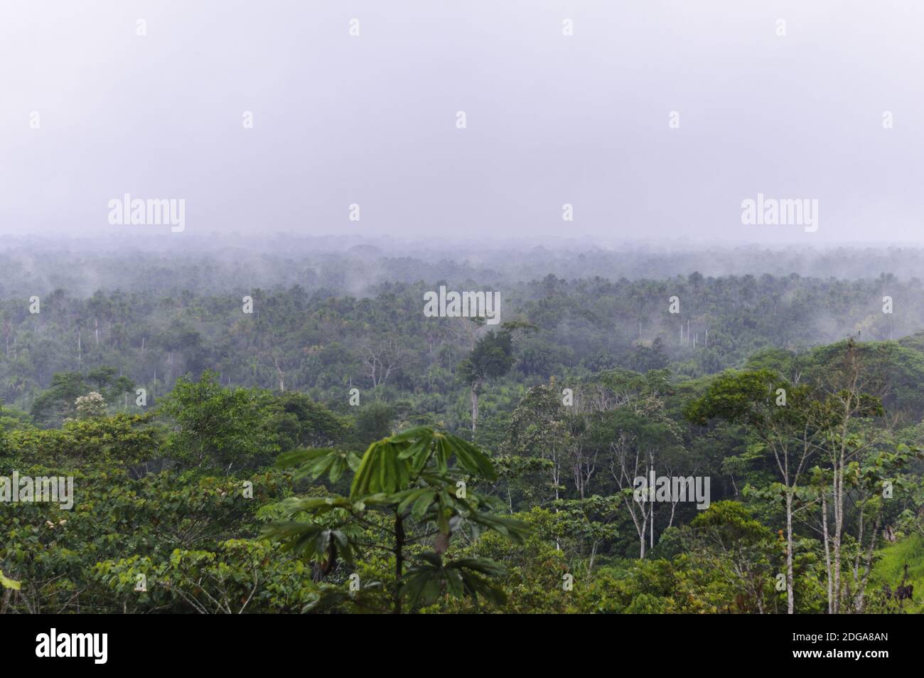 Alba in riserva Cuyabeno, Amazzonia, Oriente, Ecuador. Foto Stock