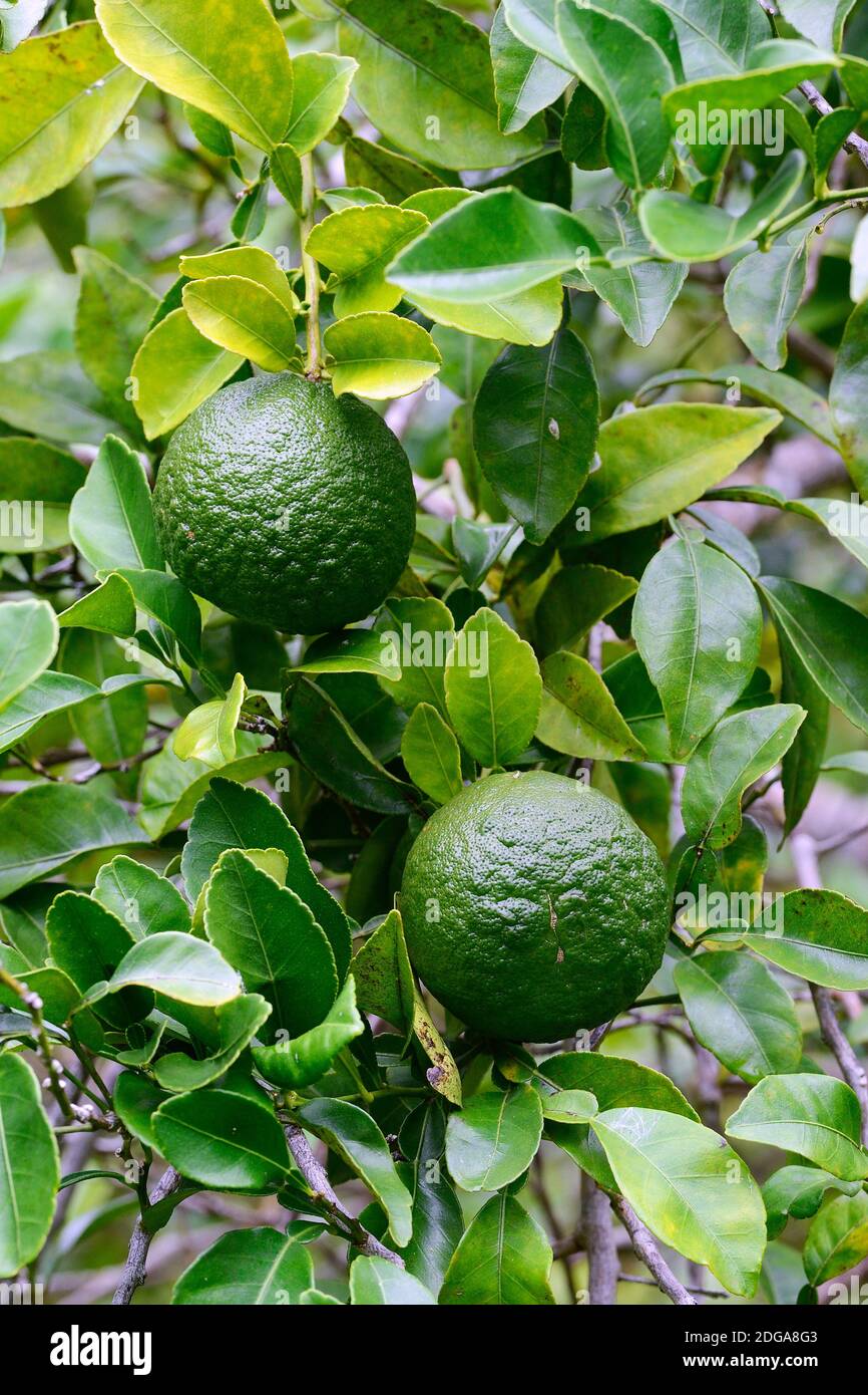 Frucht den Rauhschalenorange (Citrus spc.) , Seltenheit, Insel Mahe, Seychellen Foto Stock