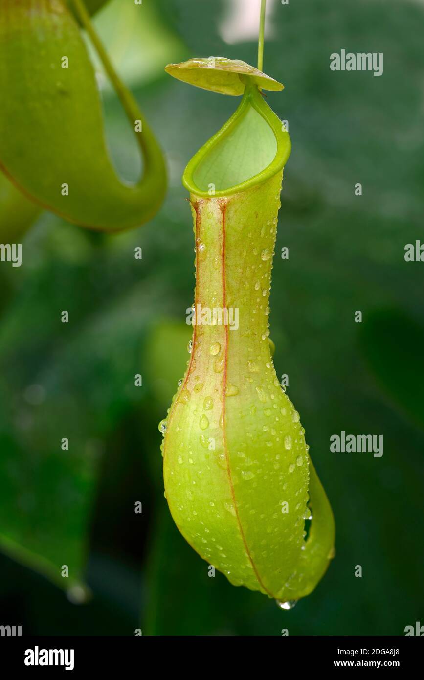 Kannenpflanze ( Nepenthes alata ), Falle für Insekten, Foto Stock