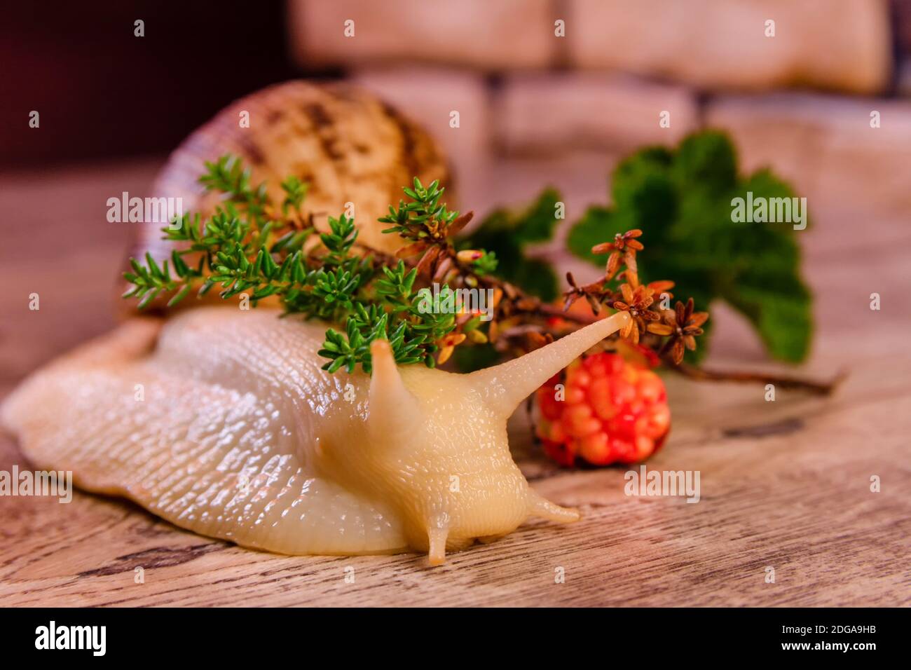 Giallo grande lumaca achatina e cloudberry su una superficie Foto Stock