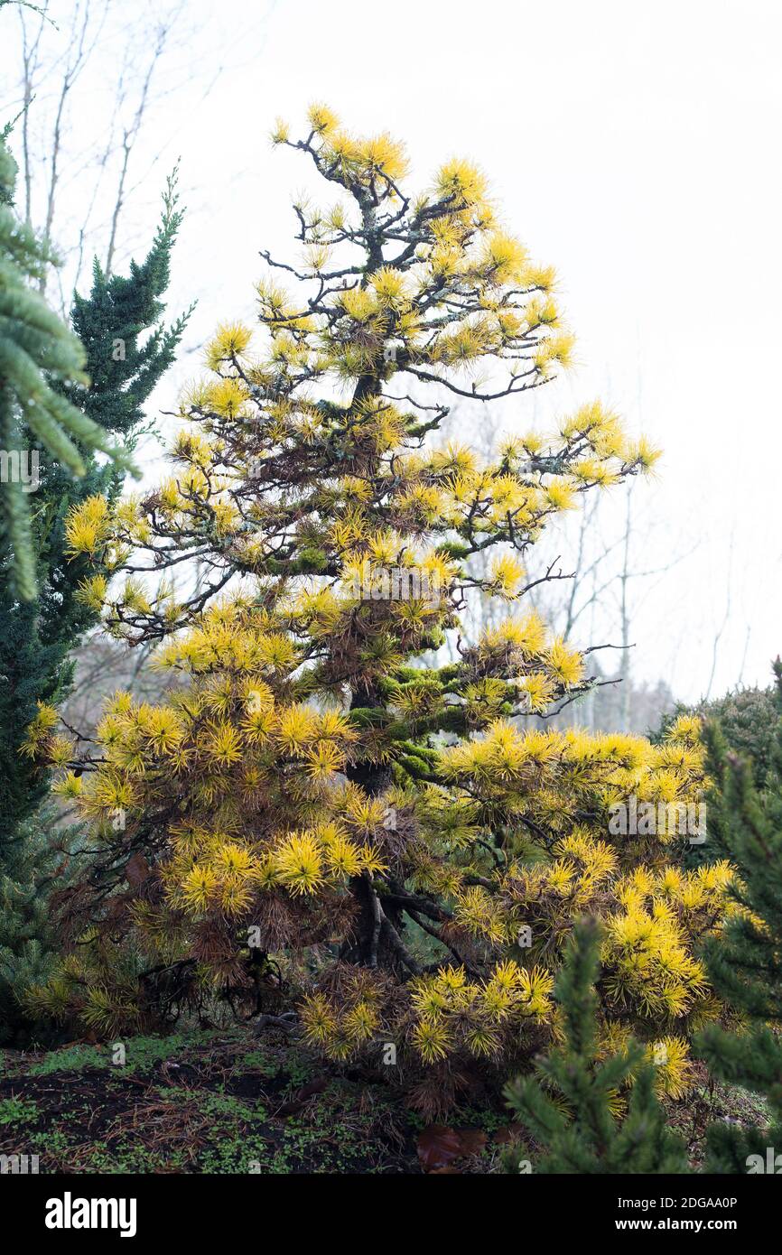 Pinus contorta var. Latifolia 'Chief Joseph' lodgepole pino. Foto Stock