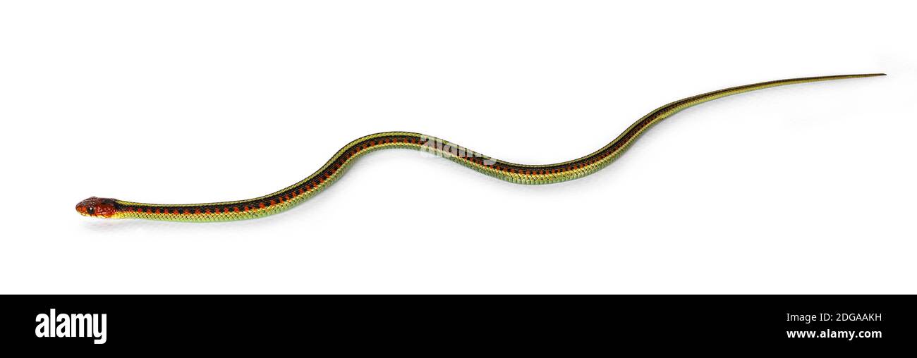 Piccolo serpente comune di gartersnake aka Thamnophis sirtalis infernalis, isolato su sfondo bianco. Foto Stock
