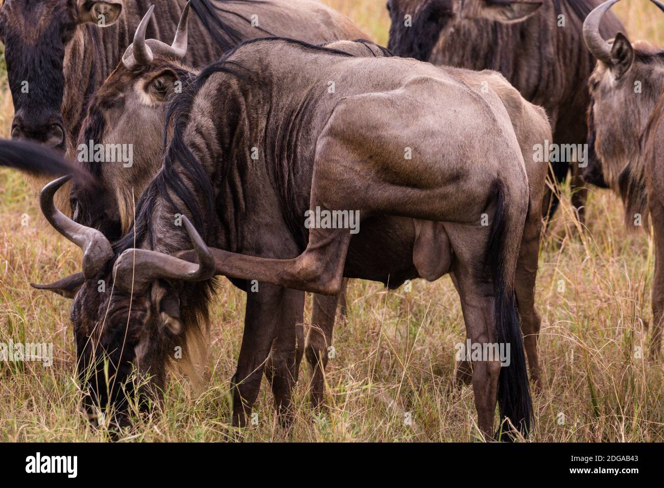 Animali selvatici al Parco della Riserva Nazionale Maasai Mara nella Contea di Narok, Kenya Foto Stock