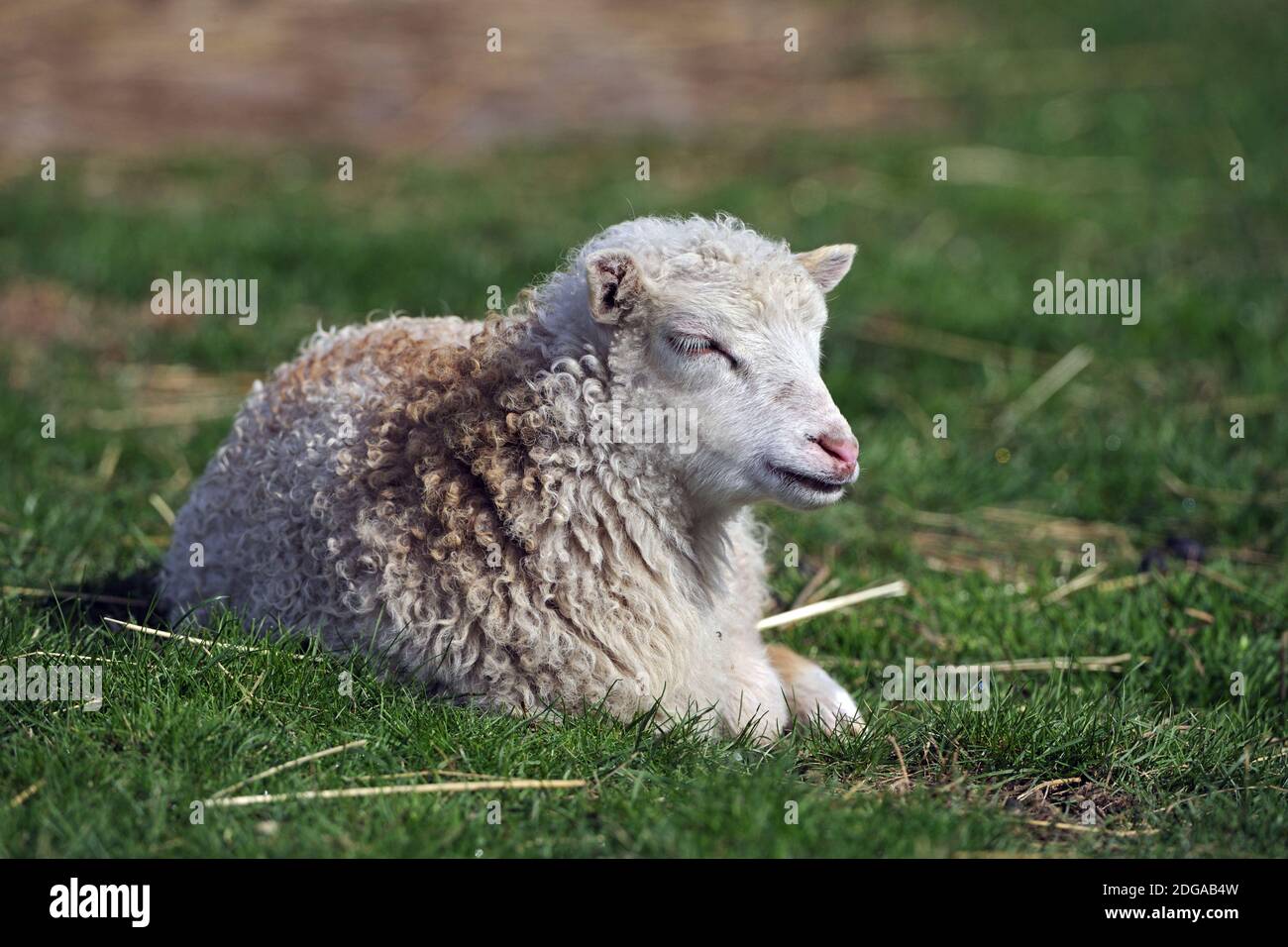 Junges Hausschaf (Ovis orientalis aries), Lamm, Liegt auf Wiese Foto Stock