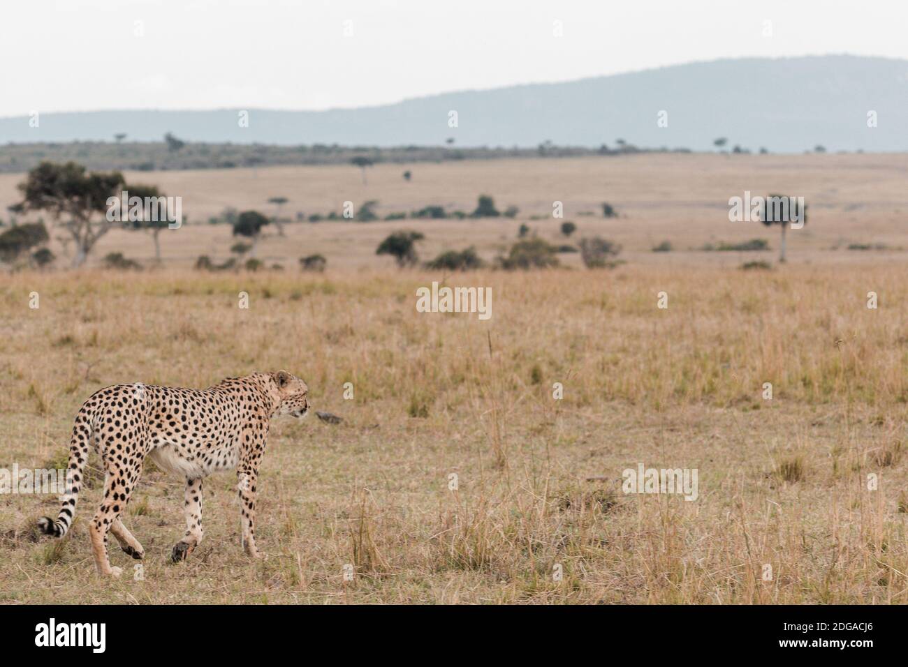 Animali selvatici al Parco della Riserva Nazionale Maasai Mara nella Contea di Narok, Kenya Foto Stock