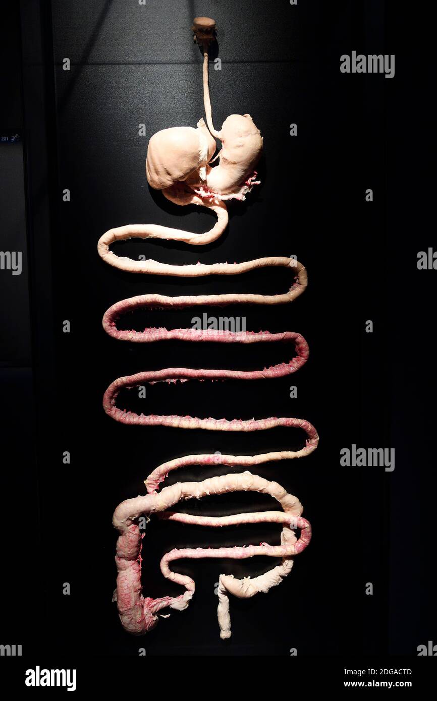 Präparat, Plastinat, menschlicher Verdauungstrakt, Menschen Museum di Berlino, Deutschland Foto Stock