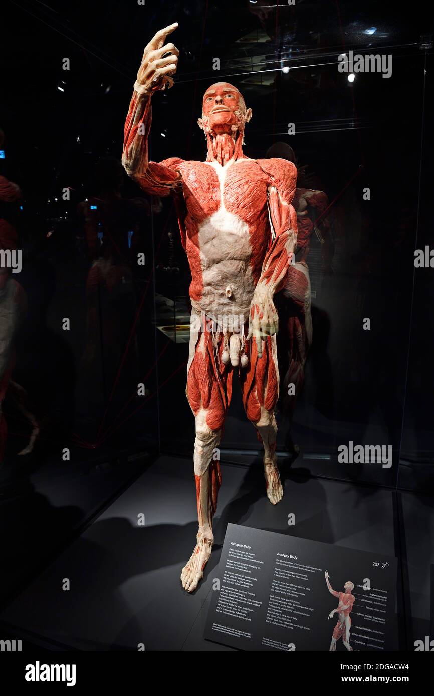 Präparat, Plastinat, Körper eines Mannes, Menschen Museum di Berlino, Deutschland Foto Stock