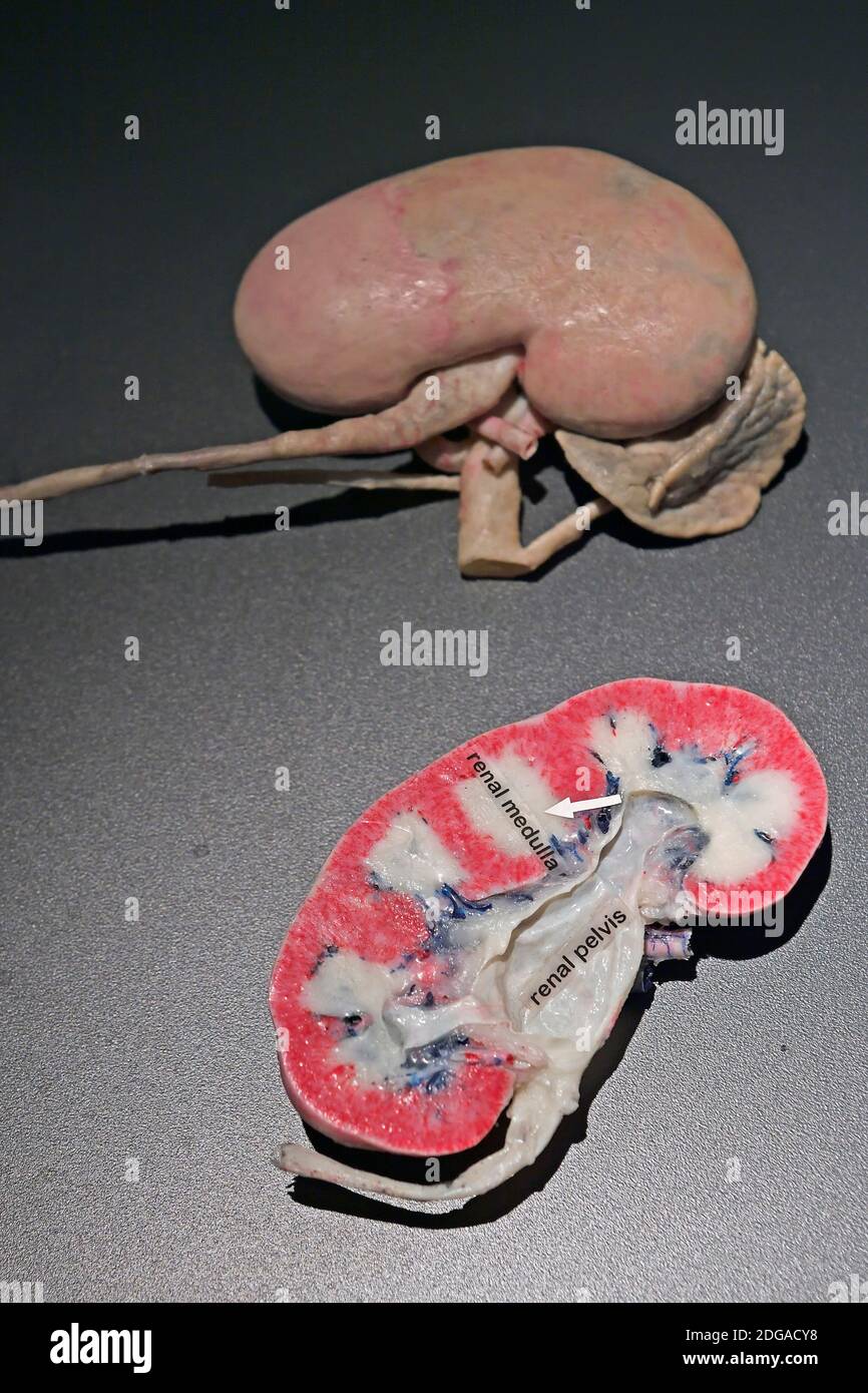 Präparat, Plastinat, menschliche Niere , Menschen Museum di Berlino, Deutschland Foto Stock