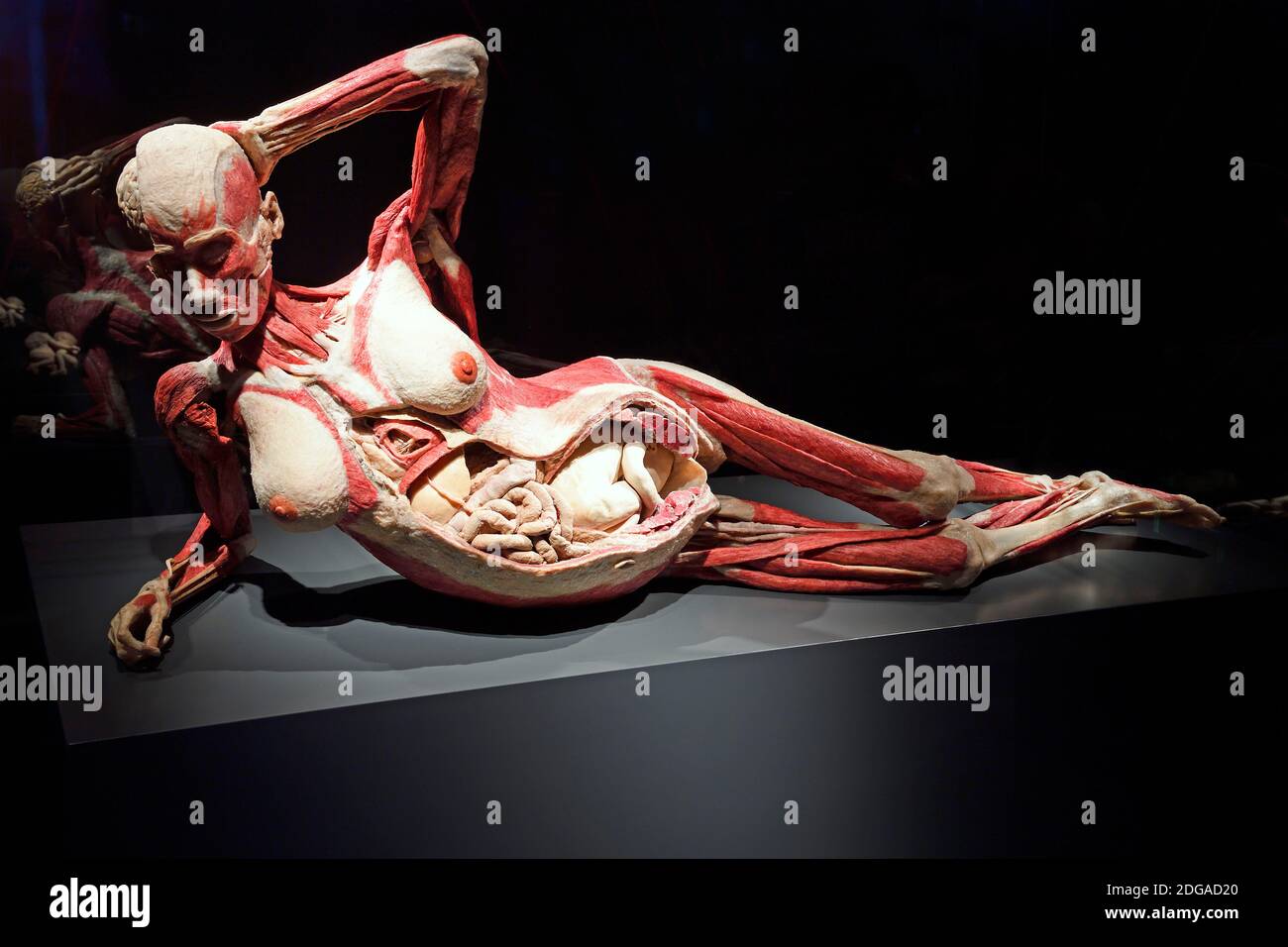 Präparat, Plastinat, im 8. Monat schwangere Frau, Menschen Museum di Berlino, Deutschland Foto Stock