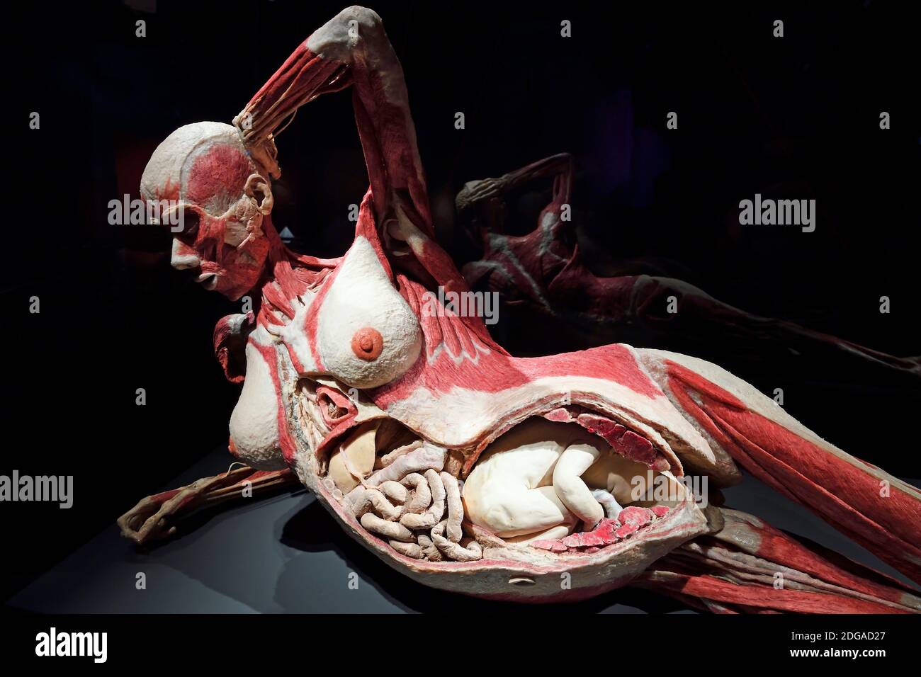 Präparat, Plastinat, im 8. Monat schwangere Frau, Menschen Museum di Berlino, Deutschland Foto Stock