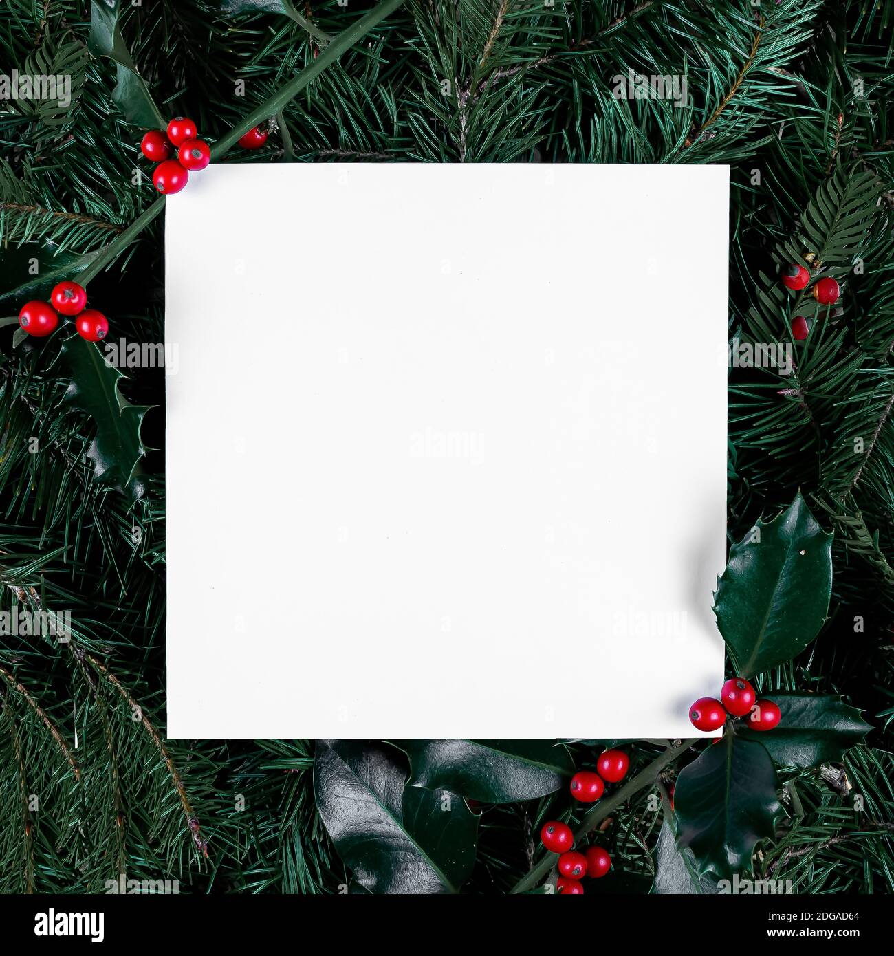 Spazio copia bianco di Natale e Capodanno. Telaio realizzato in naturale Holly Berries e rami di cono di pino. Disposizione piatta. Vista dall'alto. Foto Stock