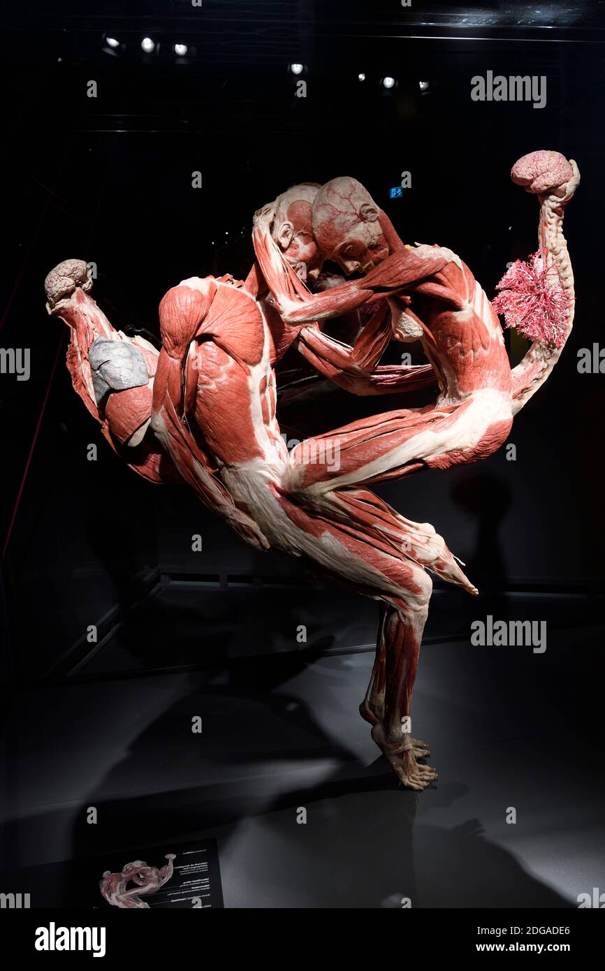 Präparat, Plastinat, umschlungenes Paar, Menschen Museum di Berlino, Deutschland Foto Stock