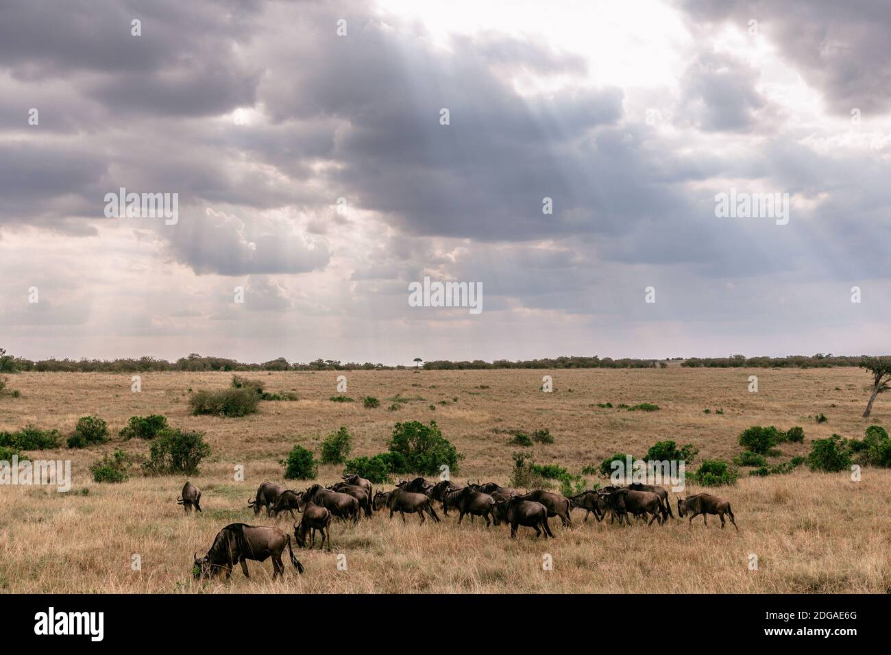 Animali selvatici al Parco della Riserva Nazionale Maasai Mara nella Contea di Narok, Kenya Foto Stock