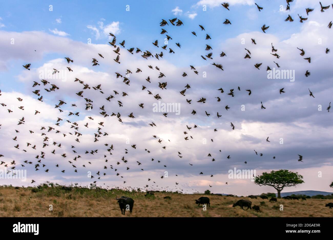 Animali selvatici al Parco della Riserva Nazionale Maasai Mara nella Contea di Narok, Kenya Foto Stock