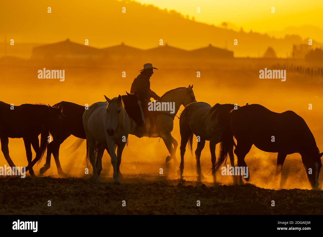 Un Charro messicano (Cowboy) arrotonda una mandria di cavalli Correre attraverso il campo su UN ranch messicano all'alba Foto Stock