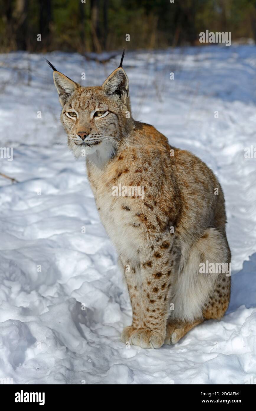 Eurasischer, europäischer Luchs oder Nordluchs (Lynx lynx) im Schnee im Winter, Brandenburg, Deutschland, Europa Foto Stock
