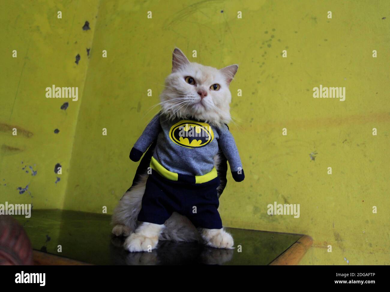 Bogor, Indonesia. 06 dicembre 2020. Un gatto che indossa un costume Batman realizzato da Fedi Lugina (39) presso un laboratorio a Bogor, Giava Occidentale, Indonesia, 6 dicembre 2020. (Adriana/INA Photo Agency/Sipa USA) Credit: Sipa USA/Alamy Live News Foto Stock