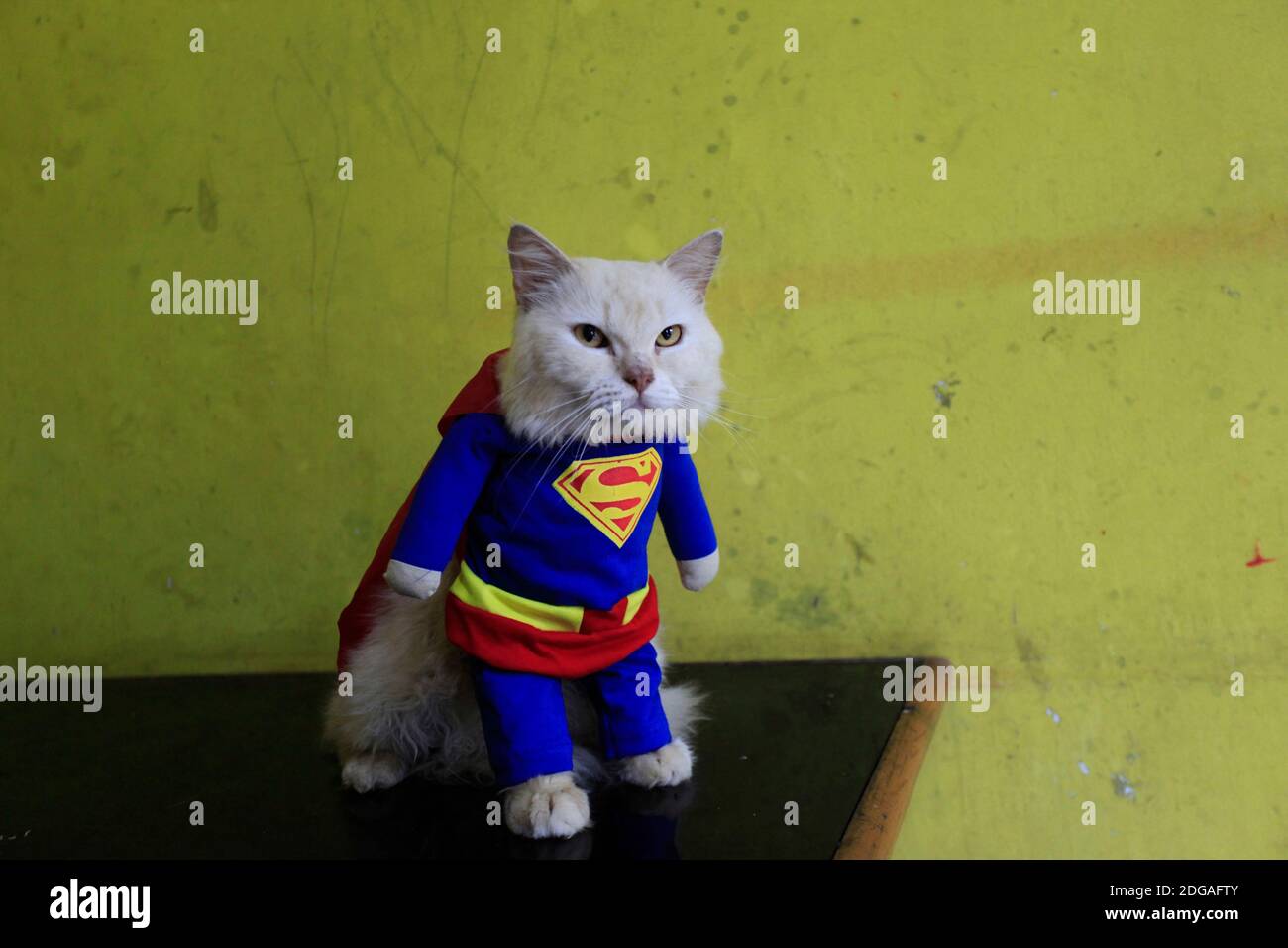 Bogor, Indonesia. 06 dicembre 2020. Un gatto che indossa costumi Superman realizzati dal sarto di gatto Fredi Lugina (39) in un workshop a Bogor, Giava Occidentale, Indonesia, 6 dicembre 2020. (Adriana/INA Photo Agency/Sipa USA) Credit: Sipa USA/Alamy Live News Foto Stock