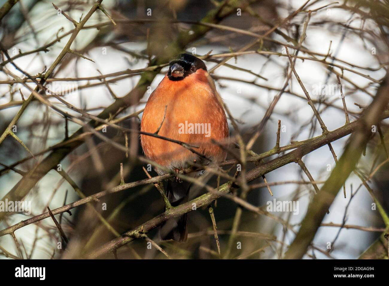 Il rollfinch eurasiatico, il rollfinch comune o il rollfinch iin i rami di un albero. Un piccolo uccello passerino nella famiglia del finch. Foto Stock