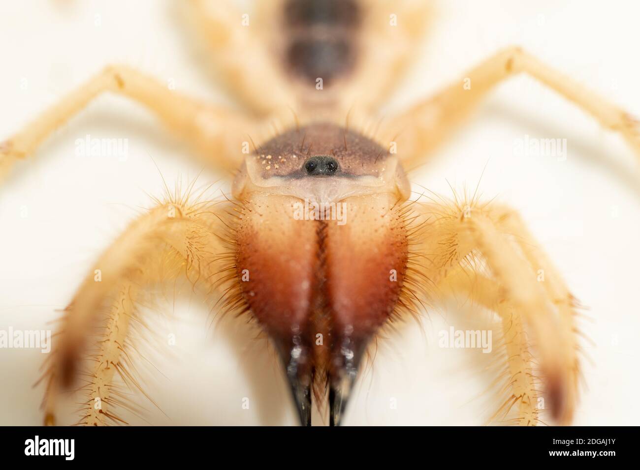 Solpugidi giganti egiziani (Galeodes Arabs), scorpione del vento o camel ragno macro shot frontt vista primo piano negli emirati arabi uniti nel mezzo eas Foto Stock