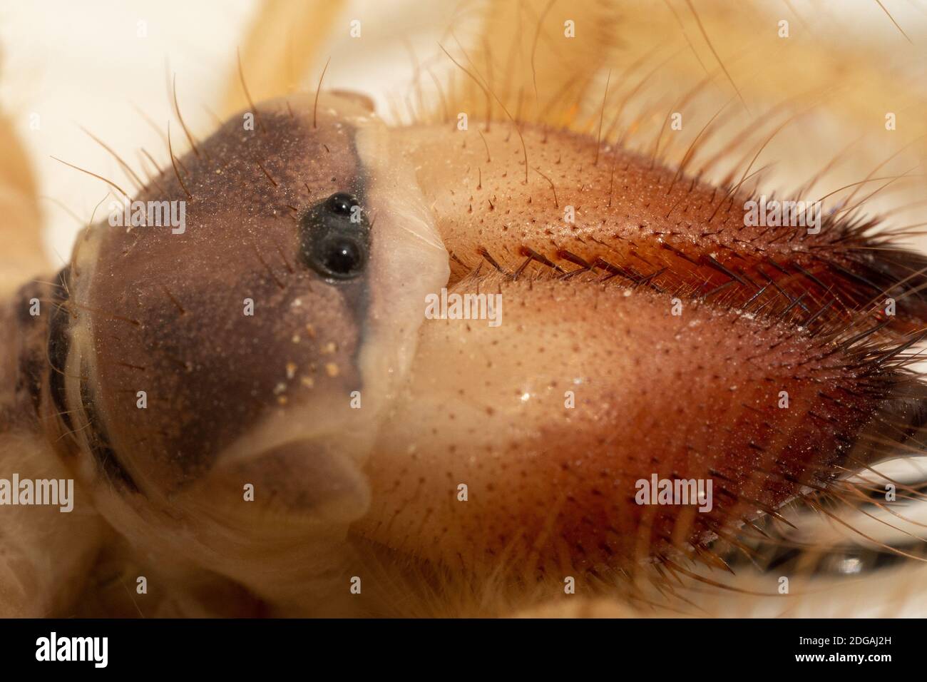 Solpugidi giganti egiziani (Galeodes Arabs), scorpione del vento o ragno di cammello macro girato testa e occhi da vicino negli emirati arabi uniti nel mezzo e. Foto Stock