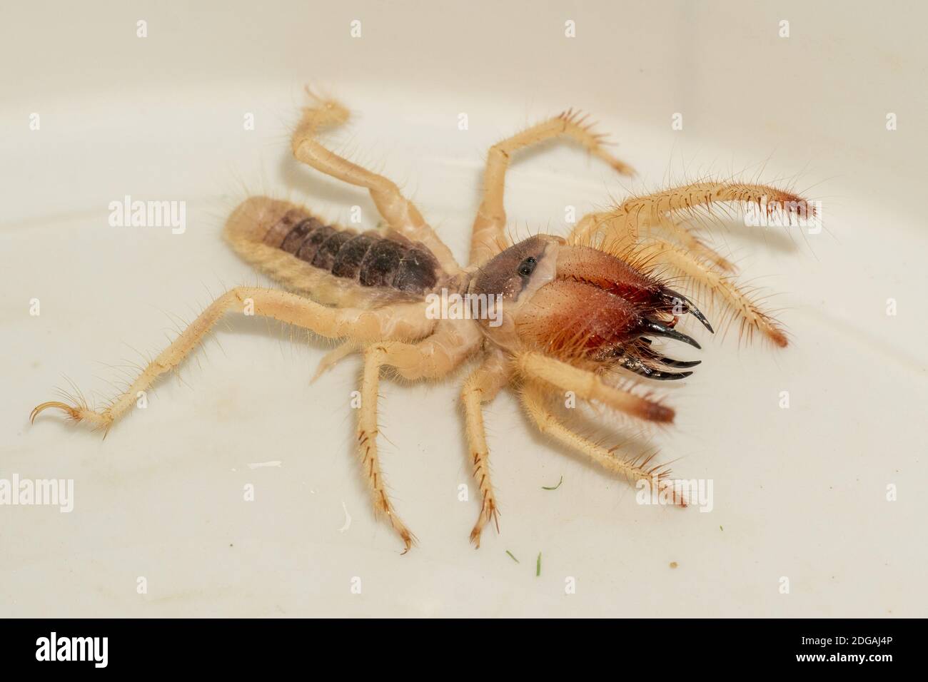 Solpugidi giganti egiziani (Galeodes Arabs), scorpioni del vento o macro ragno di cammelli sparati da vicino negli emirati arabi uniti, nel centro-est Foto Stock
