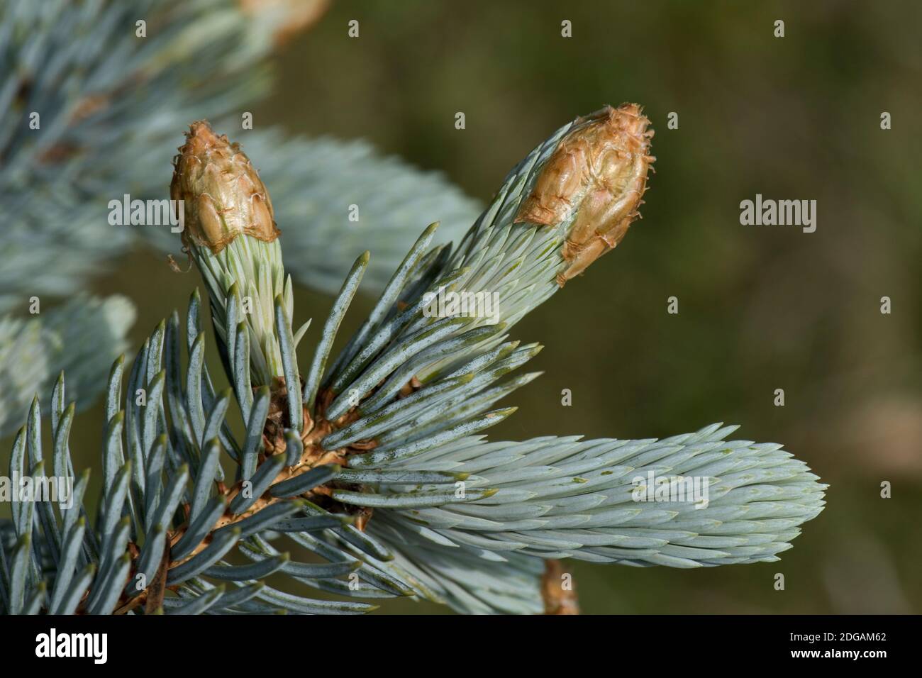 Aghi giovani di abete blu o di abete Colorado (Picea pungens) su un albero ornamentale di conifere, Berkshe, maggio Foto Stock