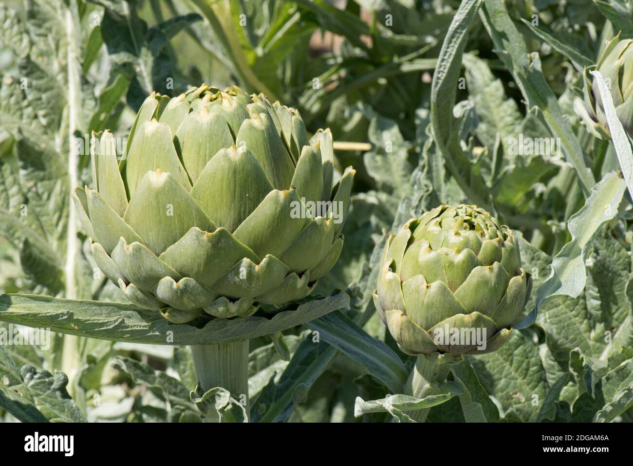 Globo carciofo (cardunculus cynara var. Scolymus) boccioli di fiori verdi che si allargano per fornire la porzione commestibile, Berkshire, maggio Foto Stock