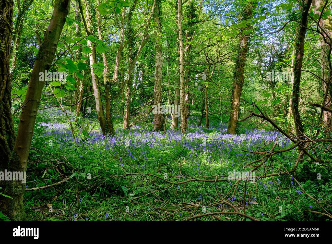 La luce del sole filtra attraverso i fitti boschi di Nant Fellin-Blwm, Neat Mostyn Wales, per illuminare un cerotto di bluebells. Foto Stock