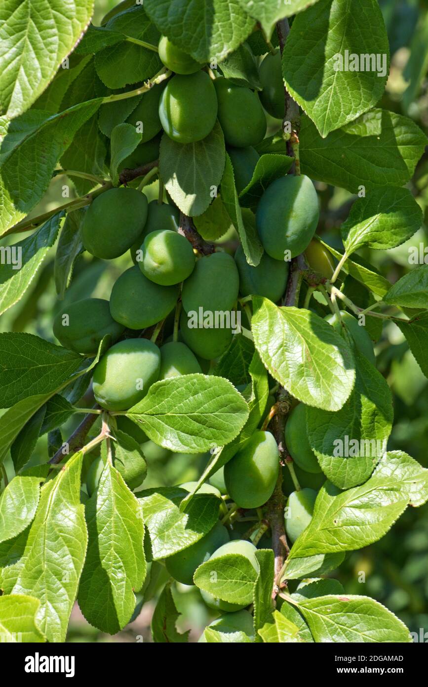 Mazzo di numerose, prolifiche, verdi, immature varietà di prugne Victoria sull'albero in estate, Berkshire, giugno Foto Stock