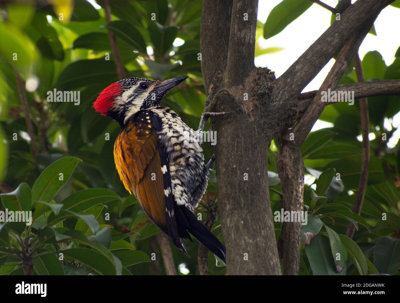 Il picchio pileated è un picchio grande, per lo più nero nativo del Nord America. Insettivore, abita foreste decidue. Foto Stock