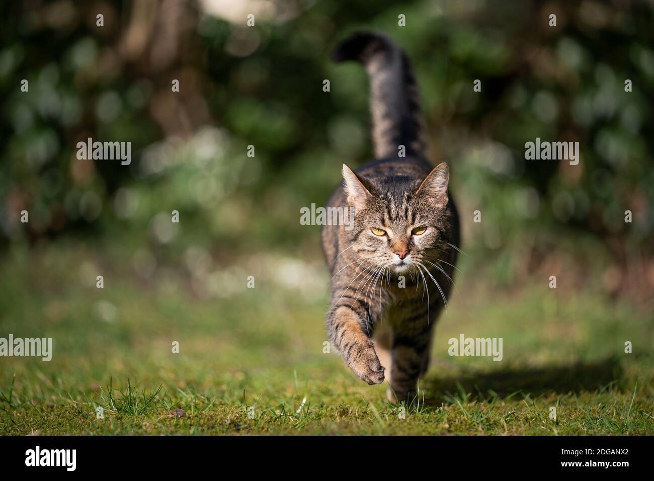 tabby gatto shorthair domestico guardando a piedi verso la macchina fotografica su erba in luce del sole Foto Stock