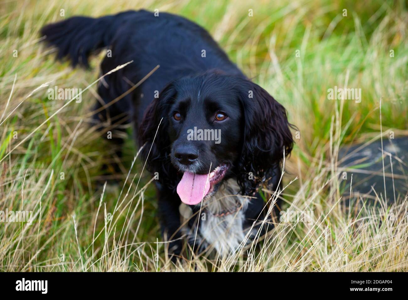 Cocker lavoro spaniel cane con capelli neri e petto bianco giacente in erba guardando in su con l'espressione di allarme sul suo viso. Foto Stock